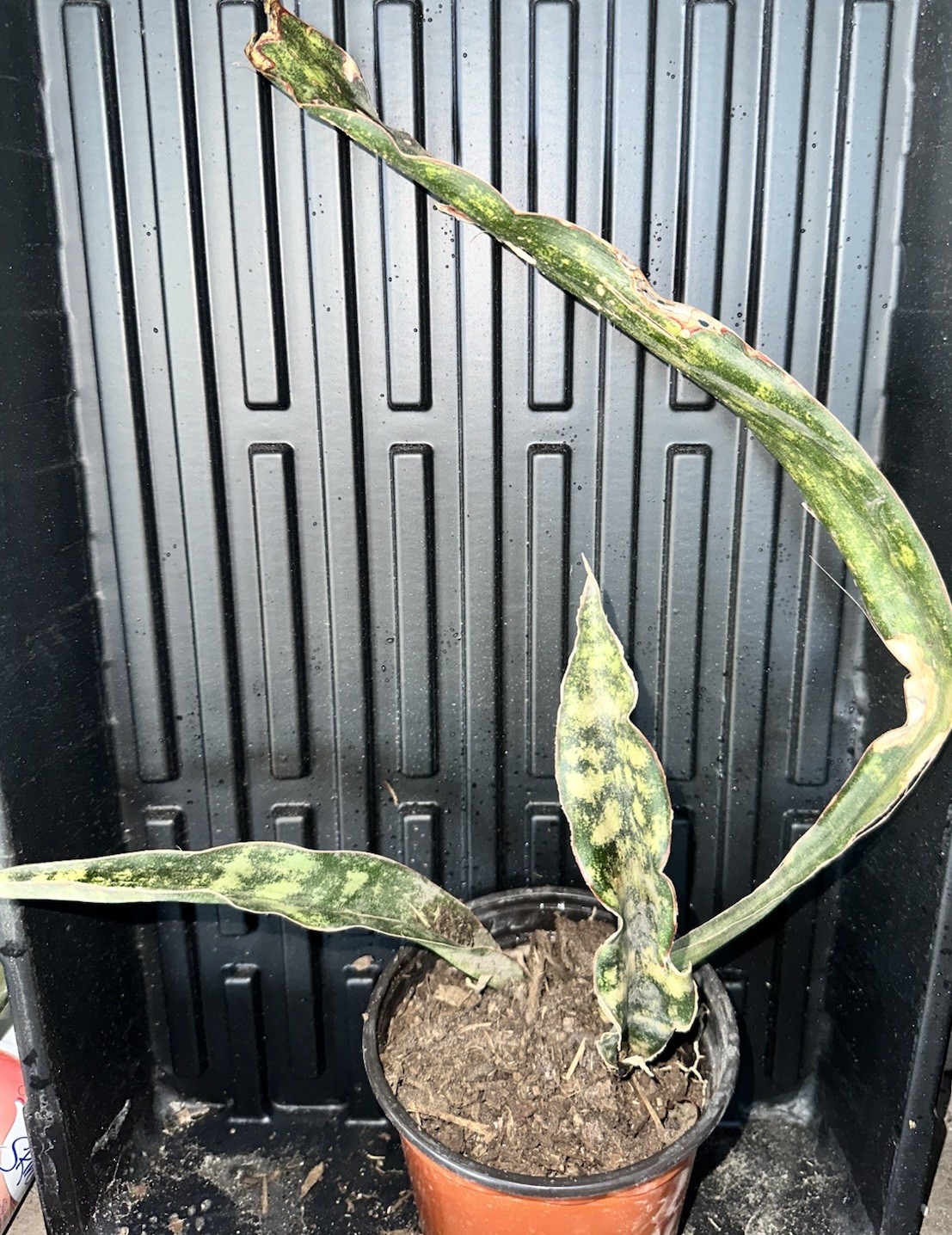 Rare Sansevieria Kirkii Copper ToneVariegated Rare Unique Snake Plant