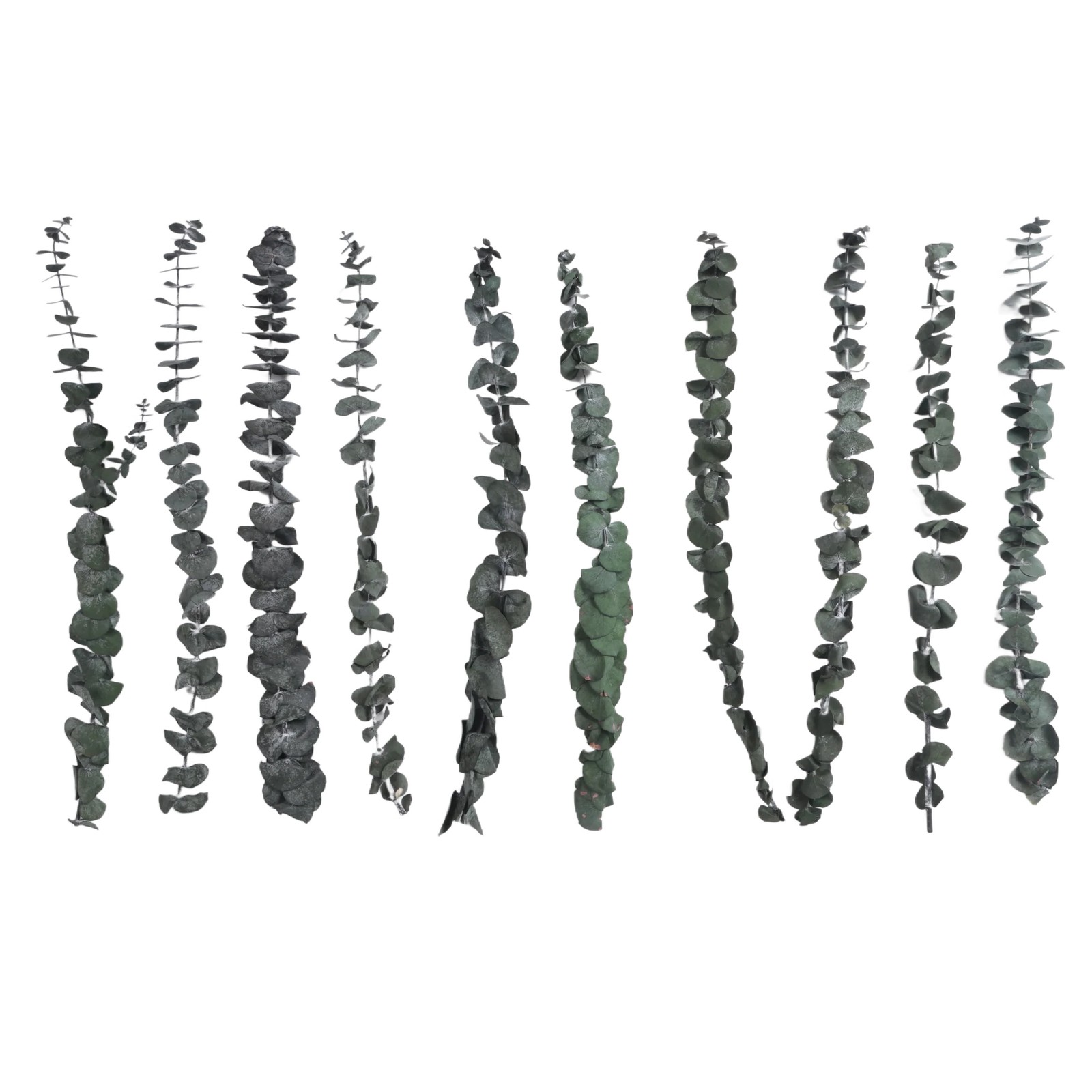 10Pack Natural Dried Eucalyptus Bundle,Preserved Fresh Eucalyptus Branches6005