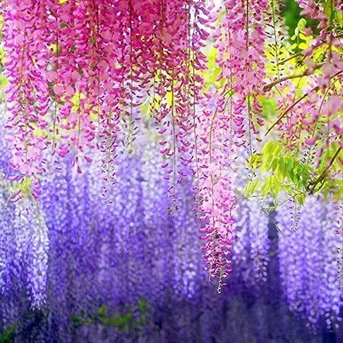 DearHouse 12 Pack 1 Piece 3.6 Feet Artificial Fake Wisteria Vine Ratta Hanging