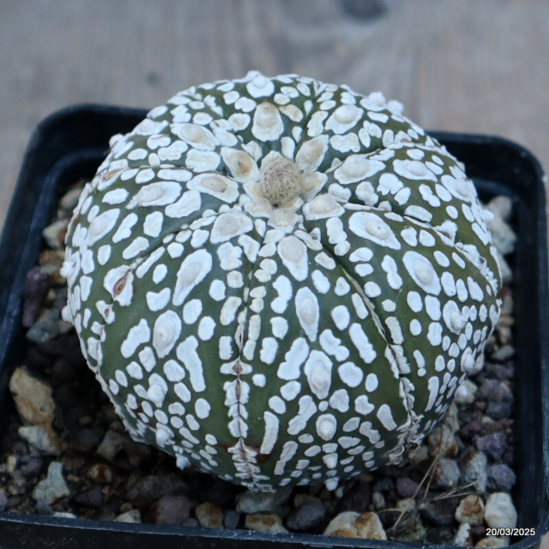 A4764 ASTROPHYTUM SUPERKABUTO SNOW pot9-H6-W7 cm MaMa Cactus