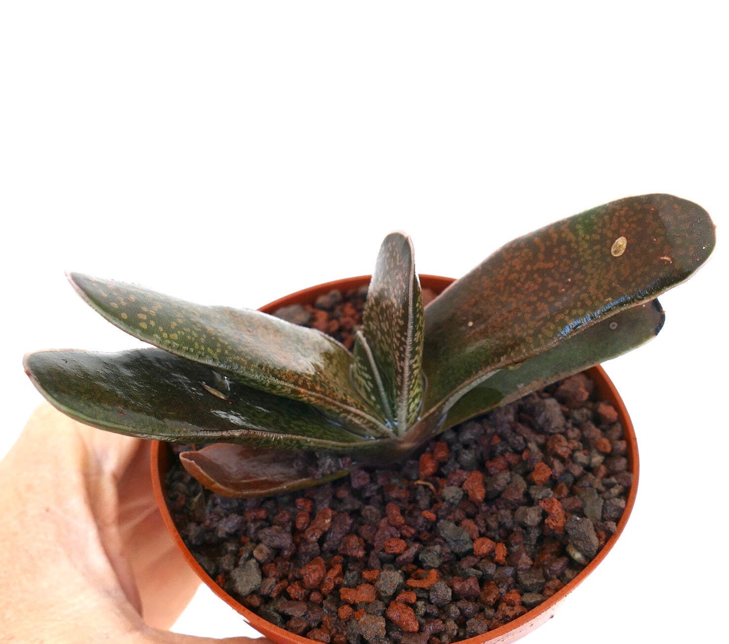 Gasteria carinata x Gasteria bicolor – Ox tongue | Lawyer’s tongue
