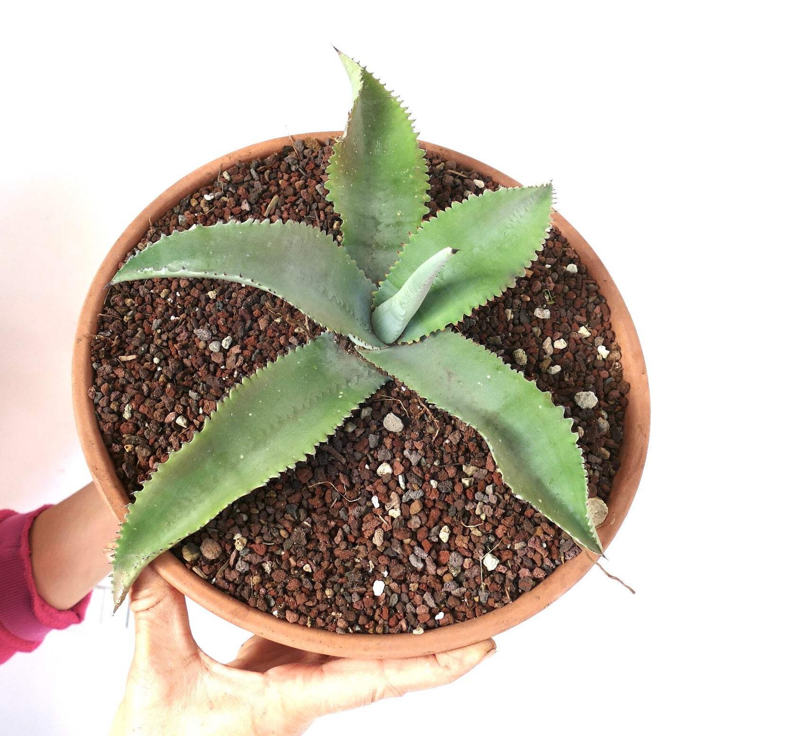 Agave gypsophila SELECTED specimen 32cm RMOT – Gypsum century plant | Chalk agav