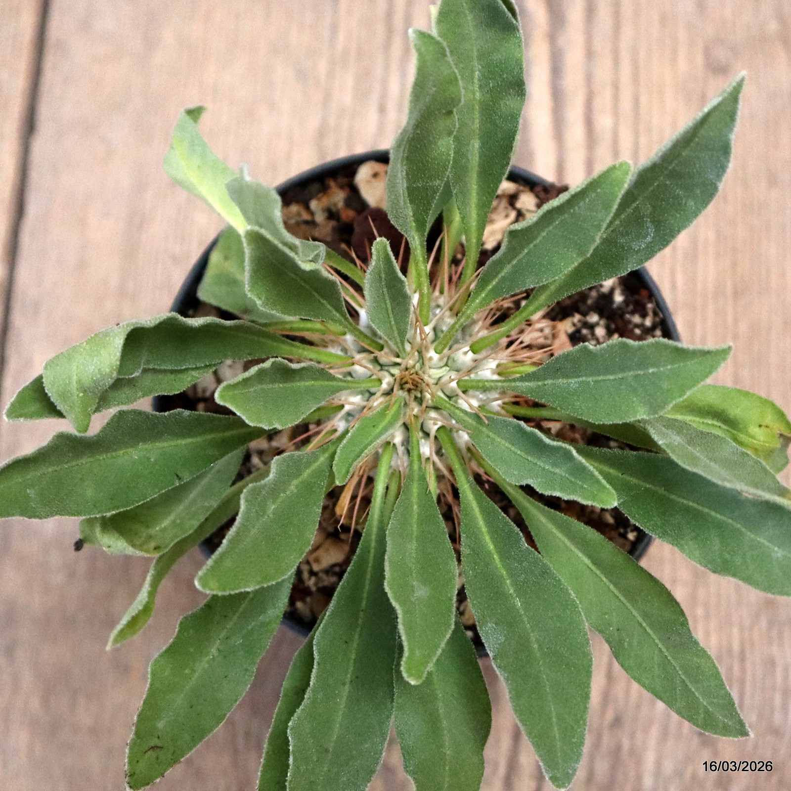 D8022 PACHYPODIUM NAMAQUANUM pot10-H4-W4 cm MaMa Cactus