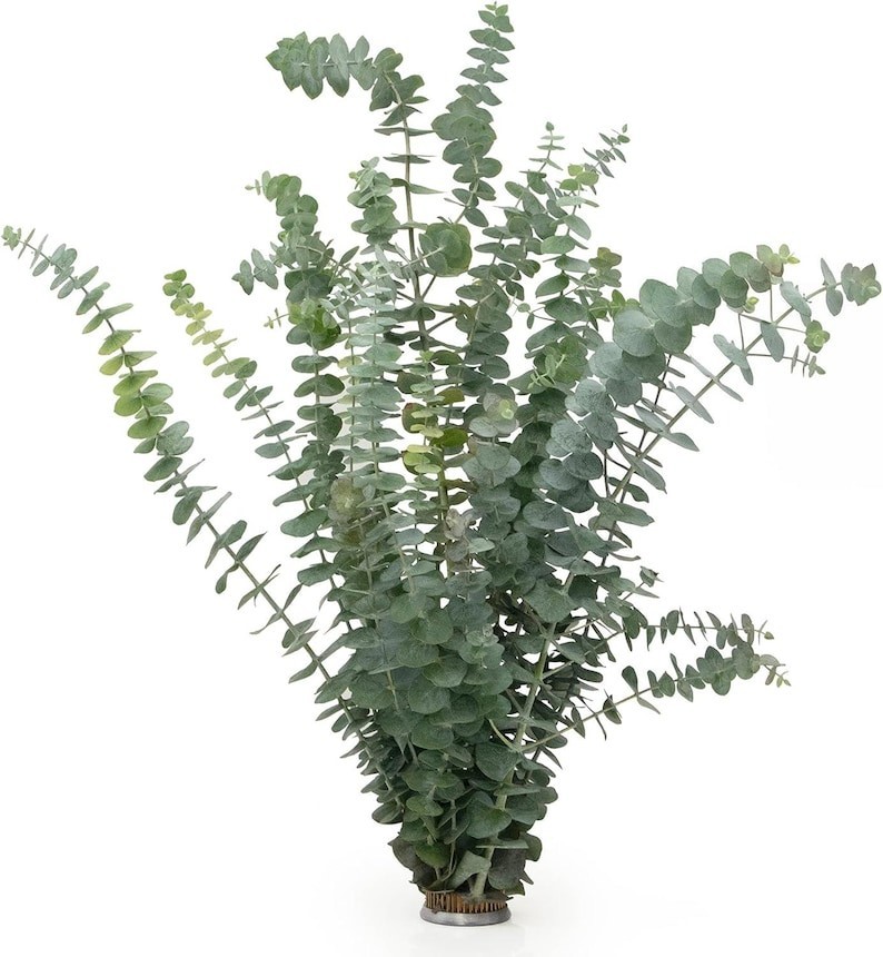 Huge Bundle Fresh Baby Eucalyptus for Shower, Decor, Weddings Home Decor