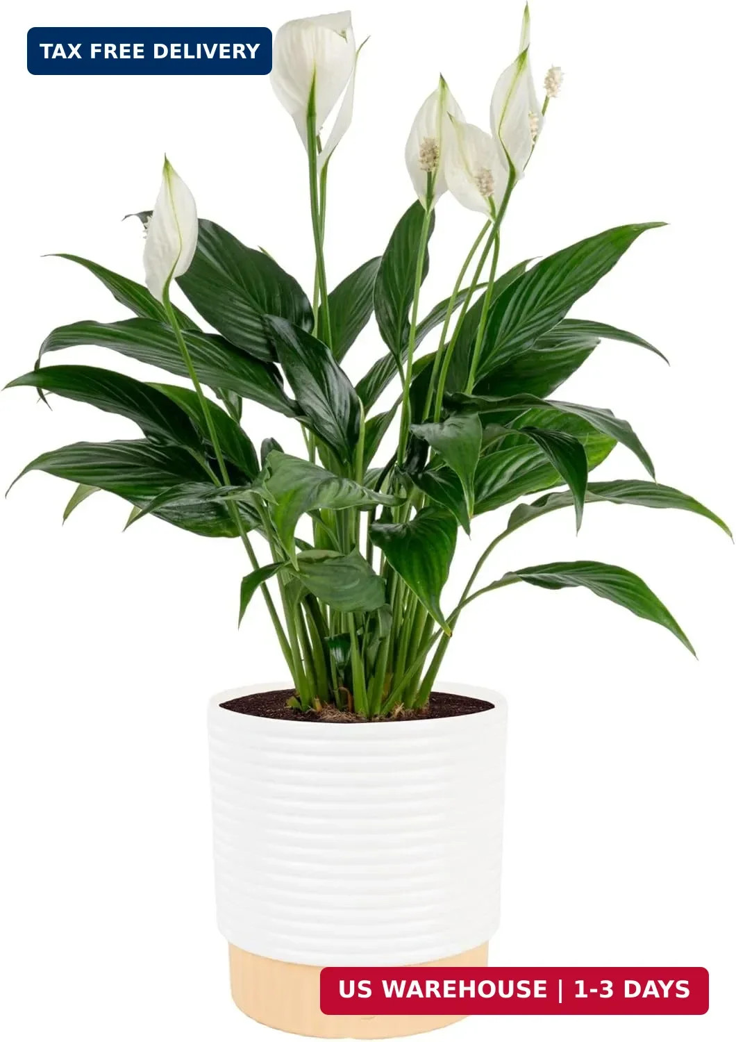 Costa Farms Peace Lily Live Plant in Decorative Pot, Air Purifying Flowering Ind