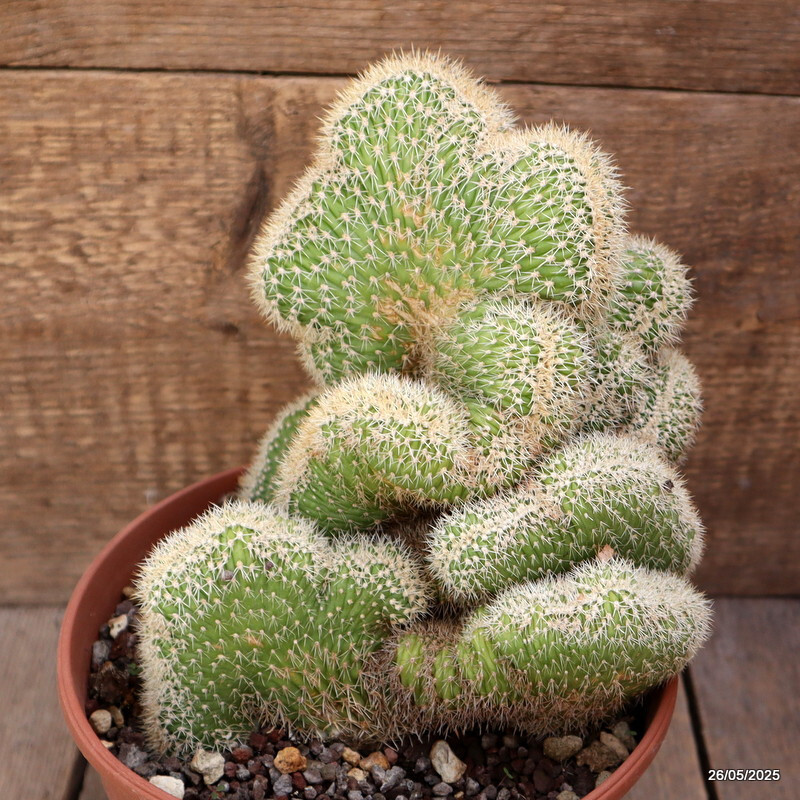 D4385 VATRICANIA GUENTHERI CRESTED pot17-H21-W19 cm MaMa Cactus