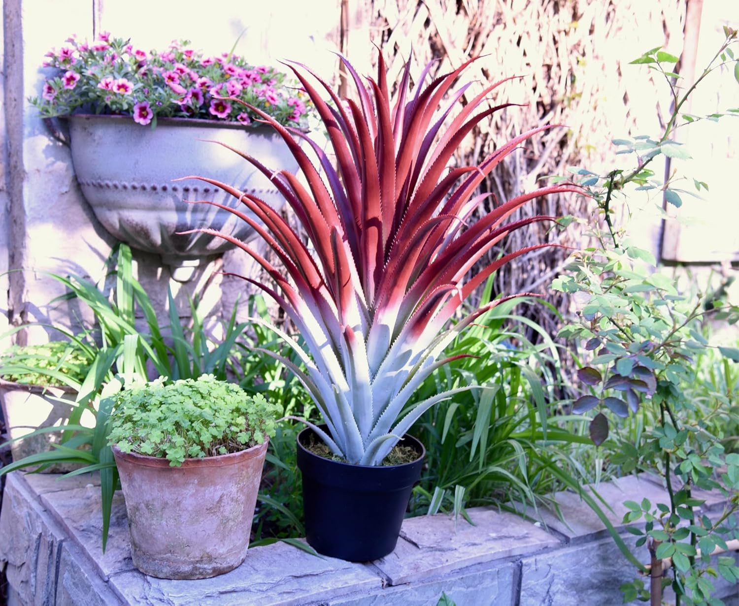 Realistic 26″ Red Artificial Aloe Vera Plant in Matte Black Pot
