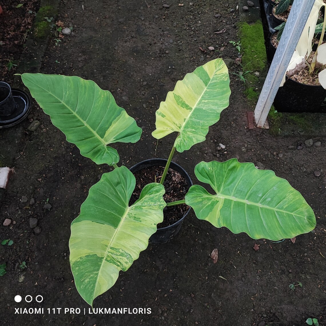 Philodendron Jungle Fiver Variegated Big Size Real Picture Rare Plant