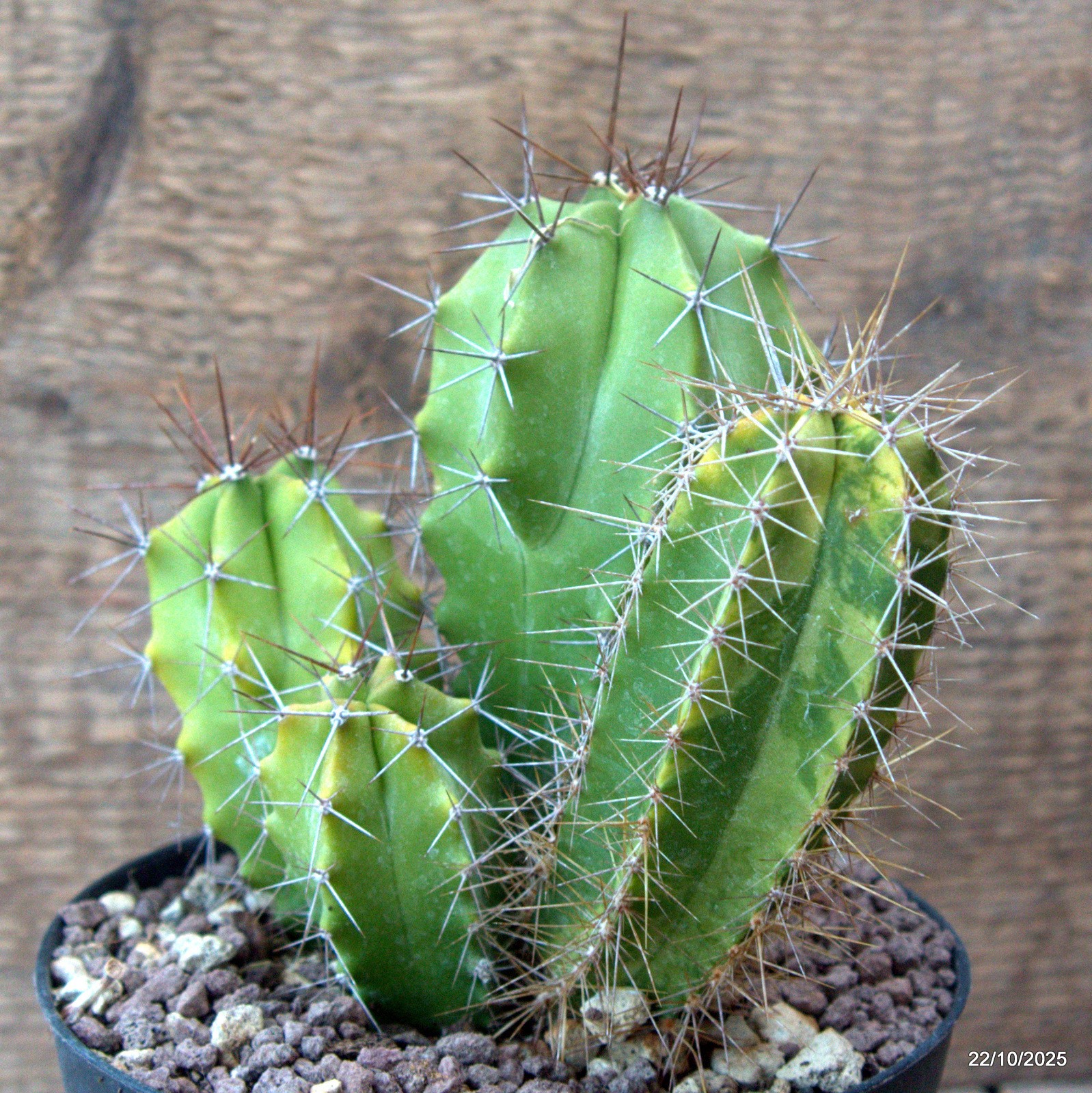 D7094 POLASKIA CHENDE VARIEGATED pot12-H13-W13 cm MaMa Cactus