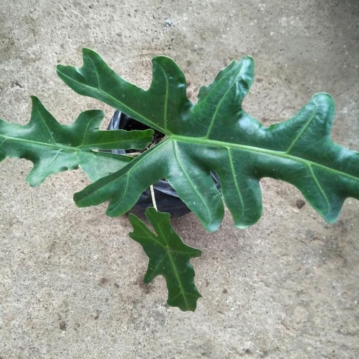 Alocasia Portei – Bundle 3 Plants 1 Leaf Each Live Plant Grow in Pot