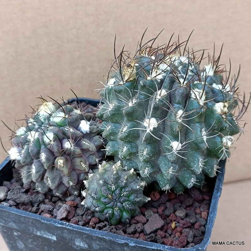 A5509 NEOPORTERIA OCCULTA pot10-H8-W12 cm MaMa Cactus