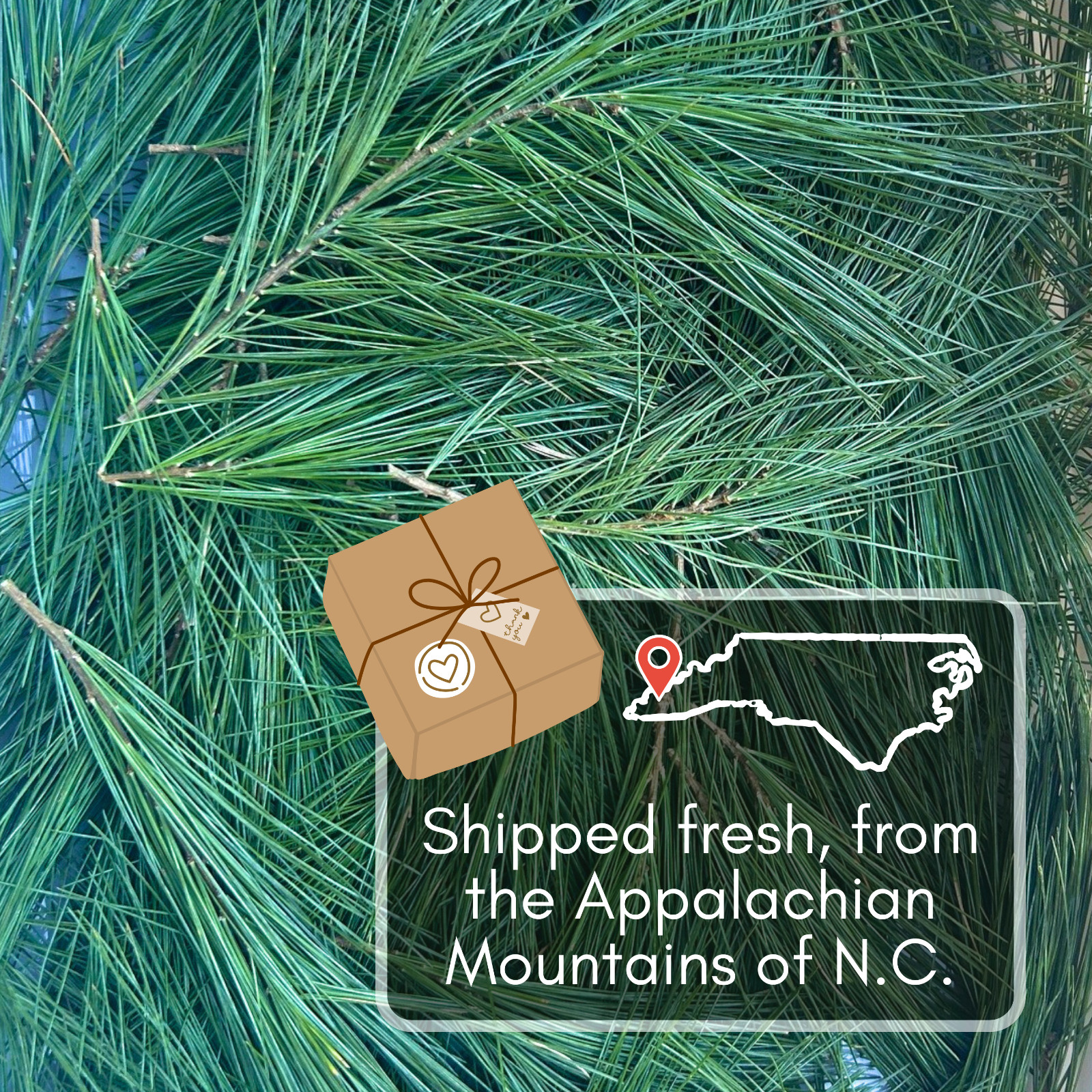 Eastern White Pine Needles, Fresh Pine Cuttings, Pine Needle Tea, Simmer Pot 8oz