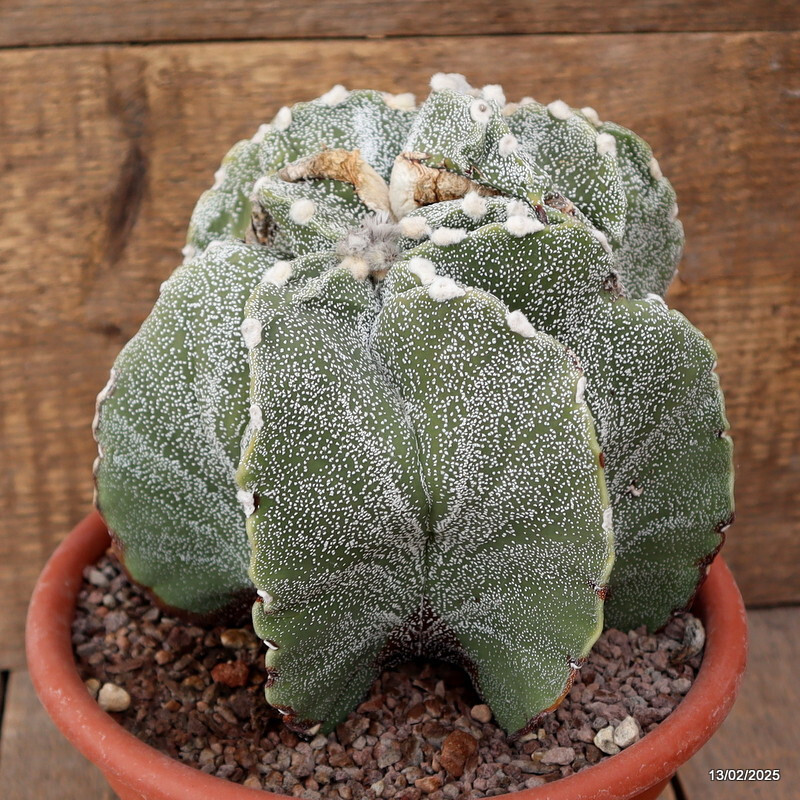A6574 ASTROPHYTUM MYRIOSTIGMA DICHOTOMIC pot20-H18-W21 cm MaMa Cactus