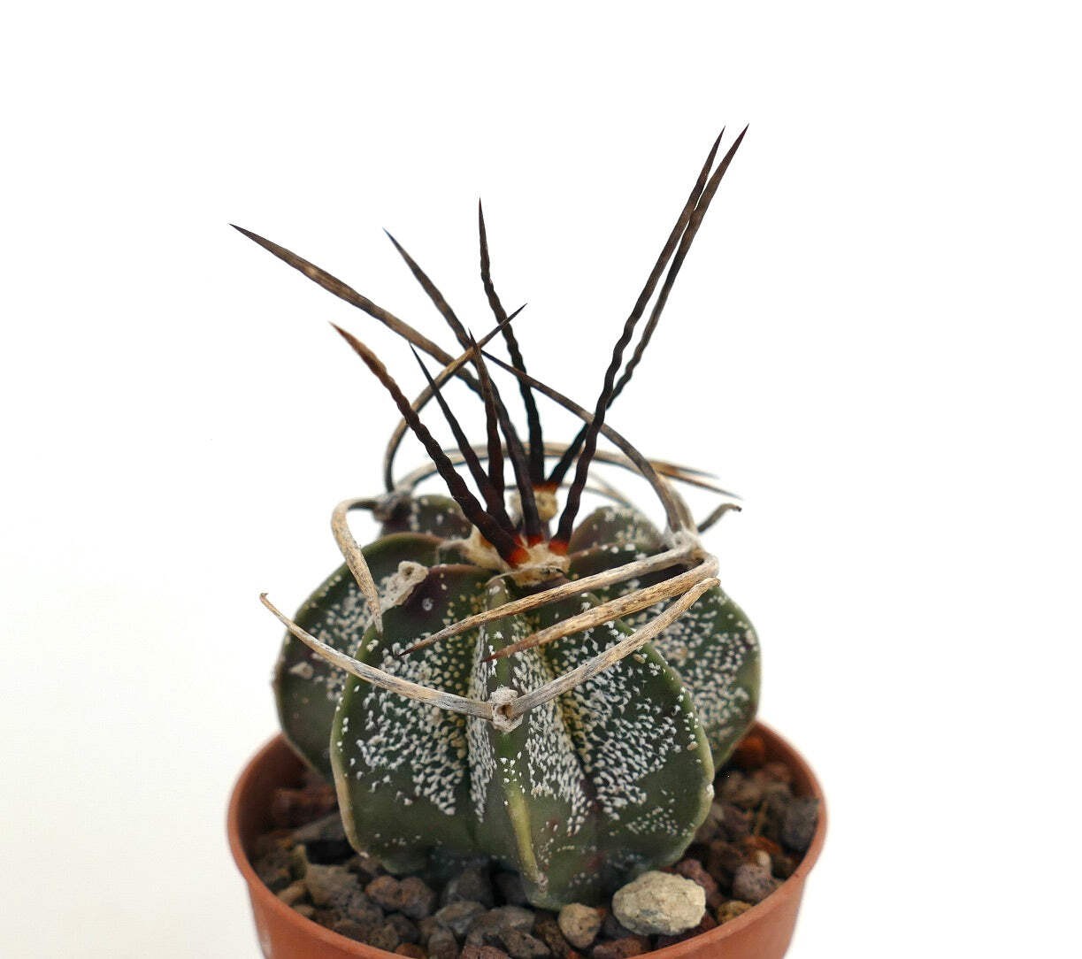 Astrophytum capricorne X BUFFALO (nice spines) – Goat’s horn cactus | Star cactu