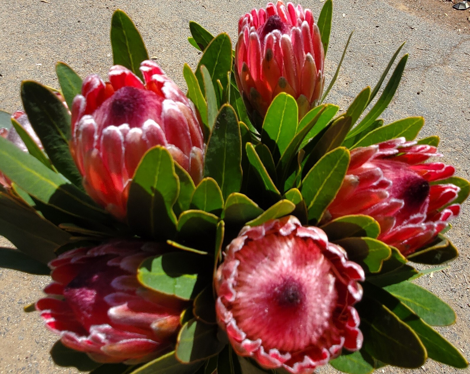 fresh cut flowers Home Decor