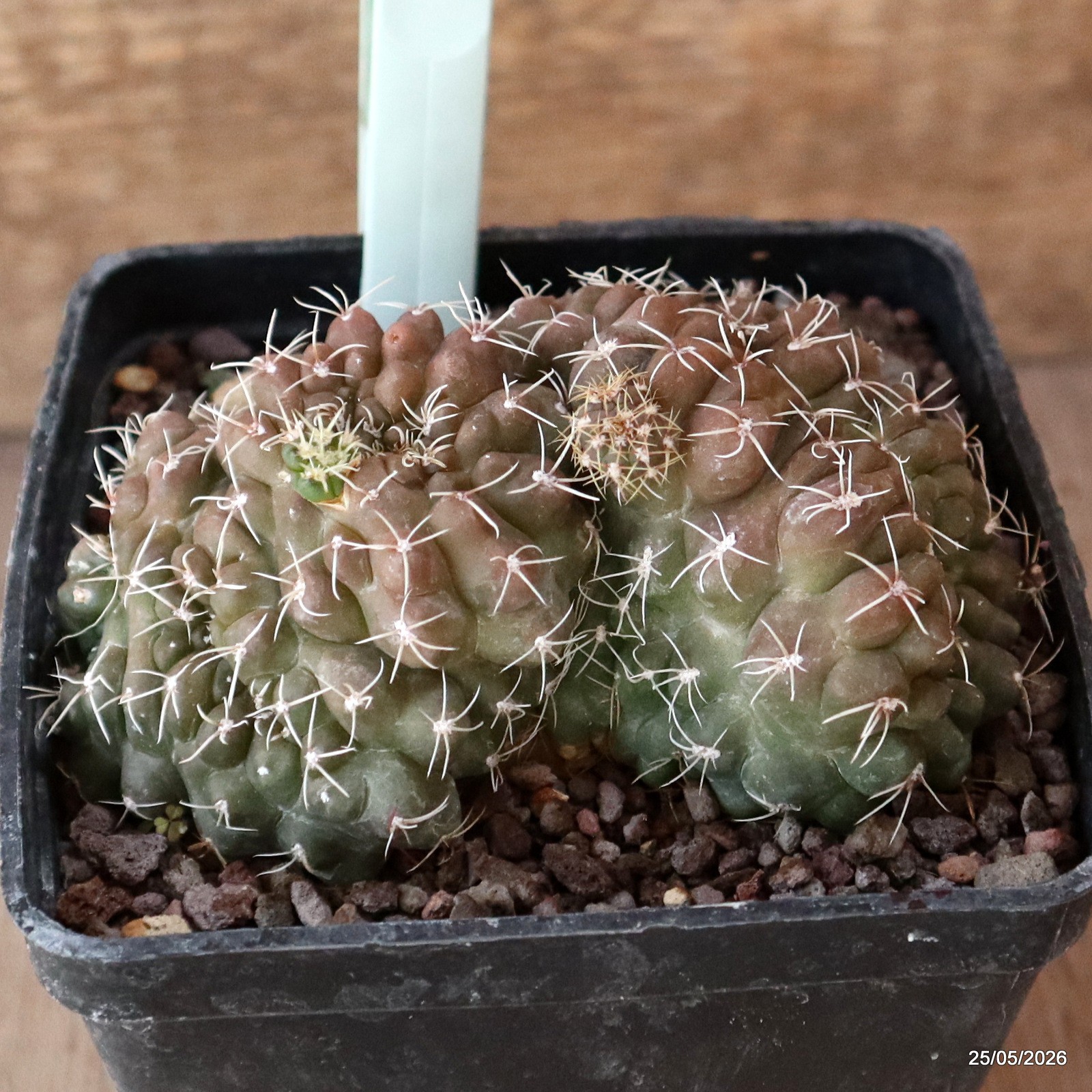 D5679 GYMNOCALYCIUM BALDIANUM CRESTED MONSTER pot10-H6-W10,5 cm MaMa Cactus