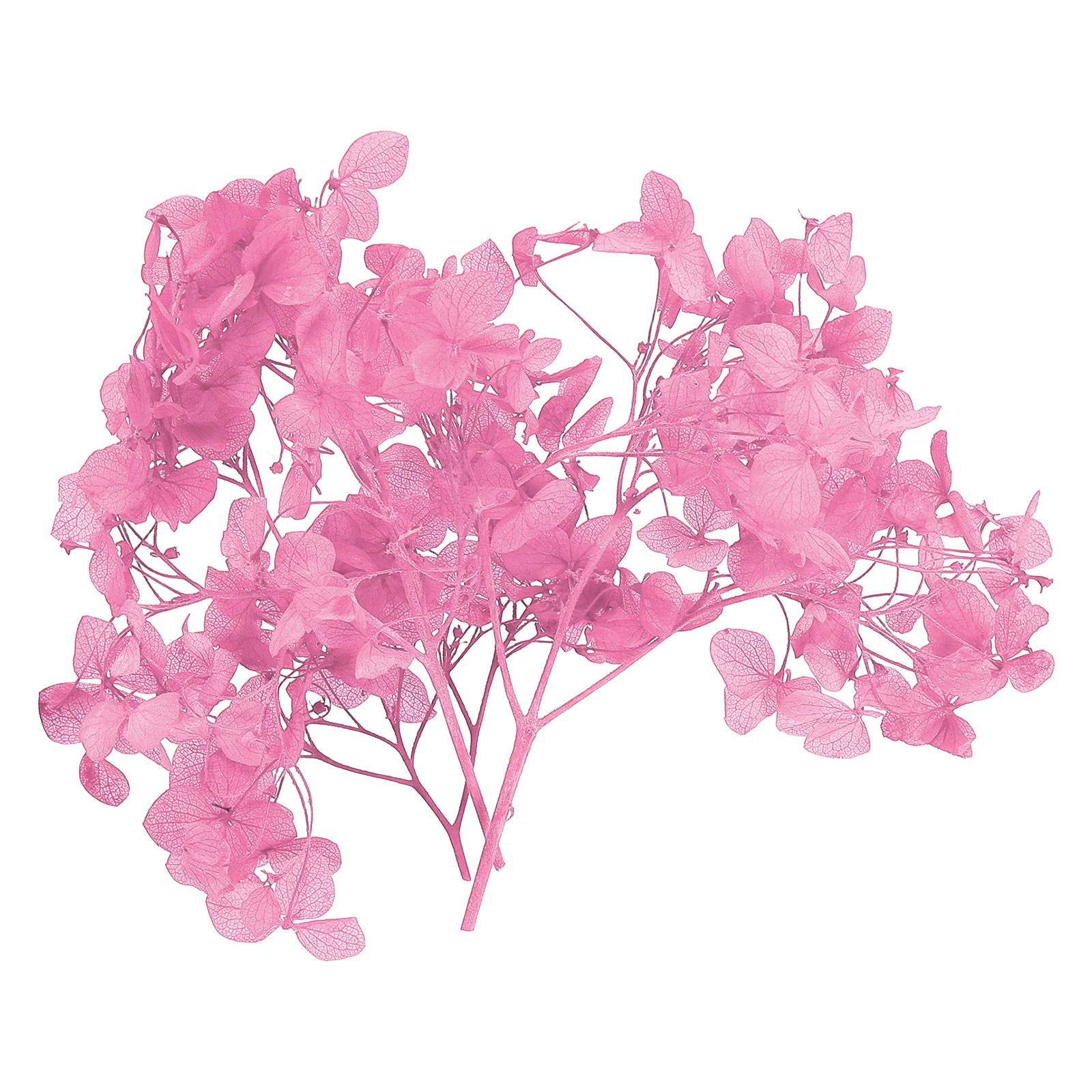 10g Mini Dried Hydrangea Flower Natural Pressed Flower Real Hydrangeas Rose Pink