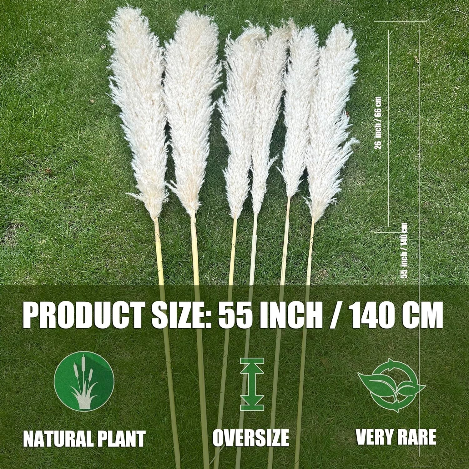 Natural Dried Pampas Grass Stems – 55 Inches of Fluffy Beige Beauty for Events