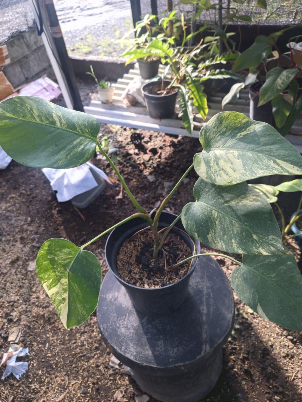 Real Pick Monstera Marmorata Variegated 6 Leaves