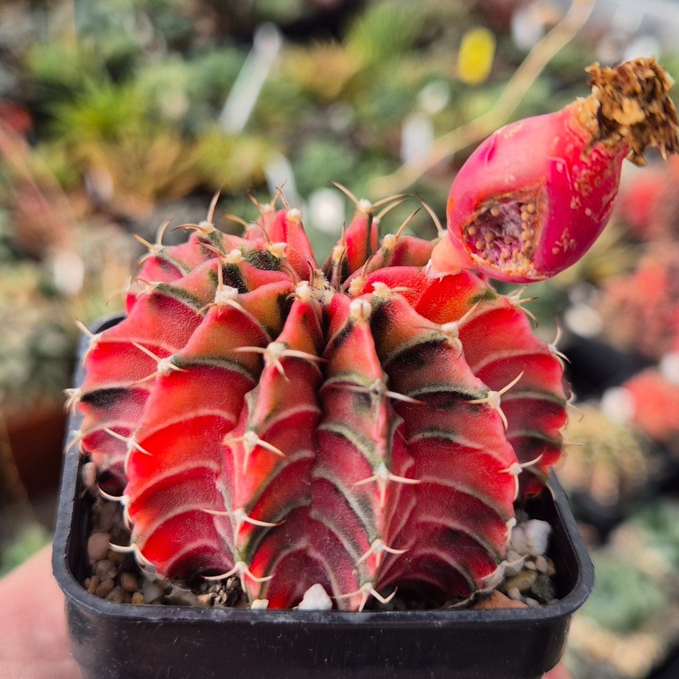 Gymnocalycium friedrichii LB f.variegata VVG5 20seeds harvest 2025