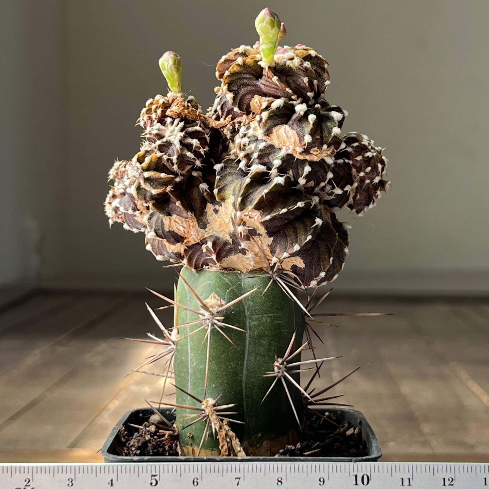 A4-2029 Gymnocalycium friedrichii VOS-014, AGUA Dulce, f. monstrosa, grafted