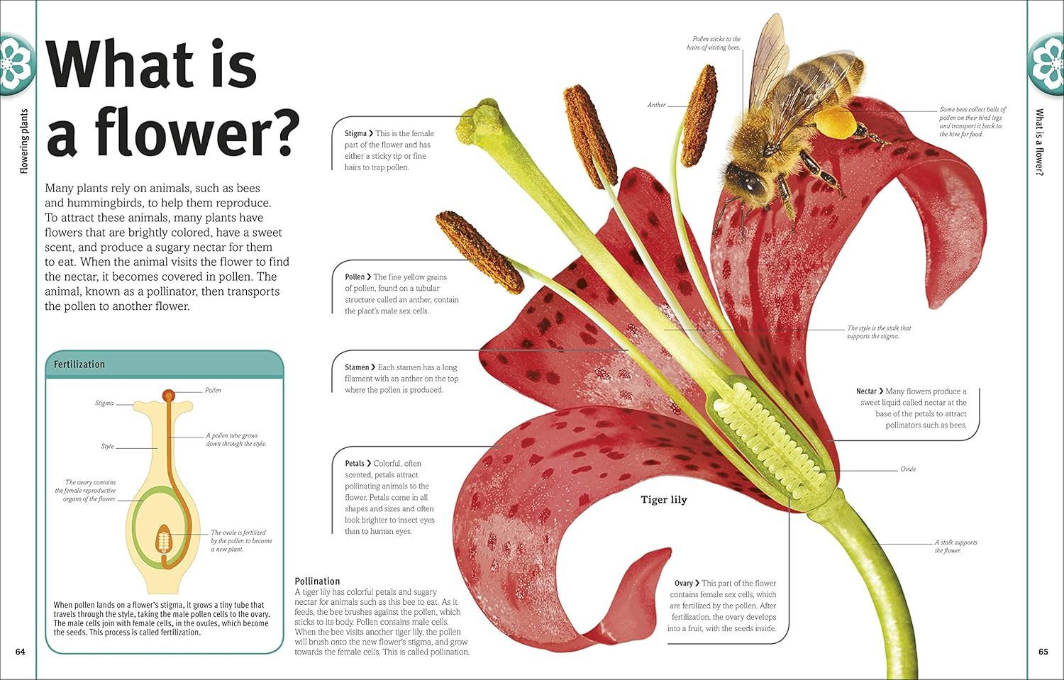 Trees, Leaves, Flowers & Seeds: a Visual Plant Encyclopedia for Kids (DK Our Wor