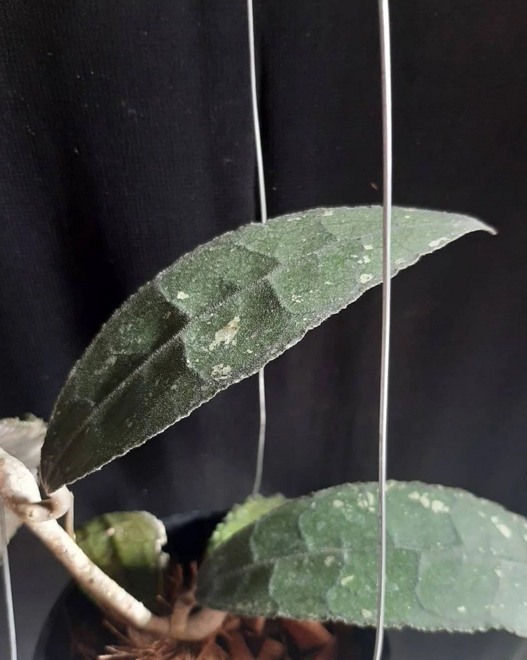 Hoya Clemensiorum Sp North Sumatra Real Pict Rare Tropical Outdor Indor Plant