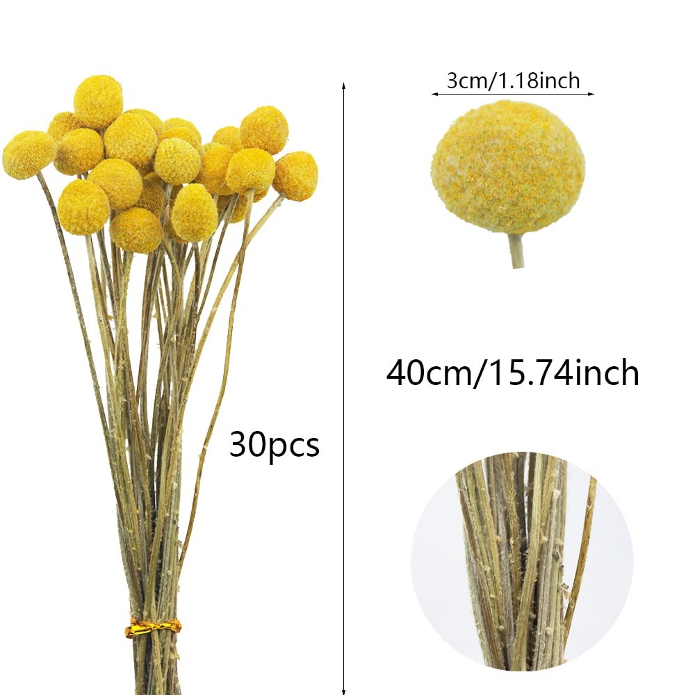 30 PCS Yellow Natural Dried Craspedia Billy Balls Flowers Button Bouquet Vase