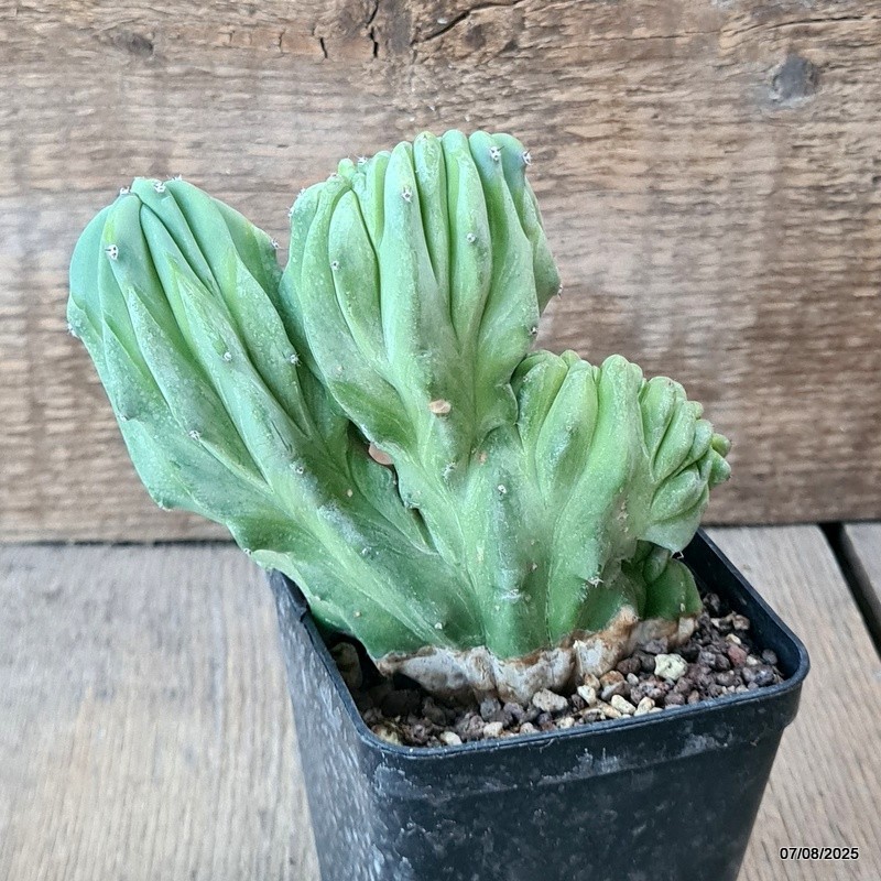D5753 MYRTILLOCACTUS GEOMETRIZANS CRESTED pot8-H11-W12 cm MaMa Cactus