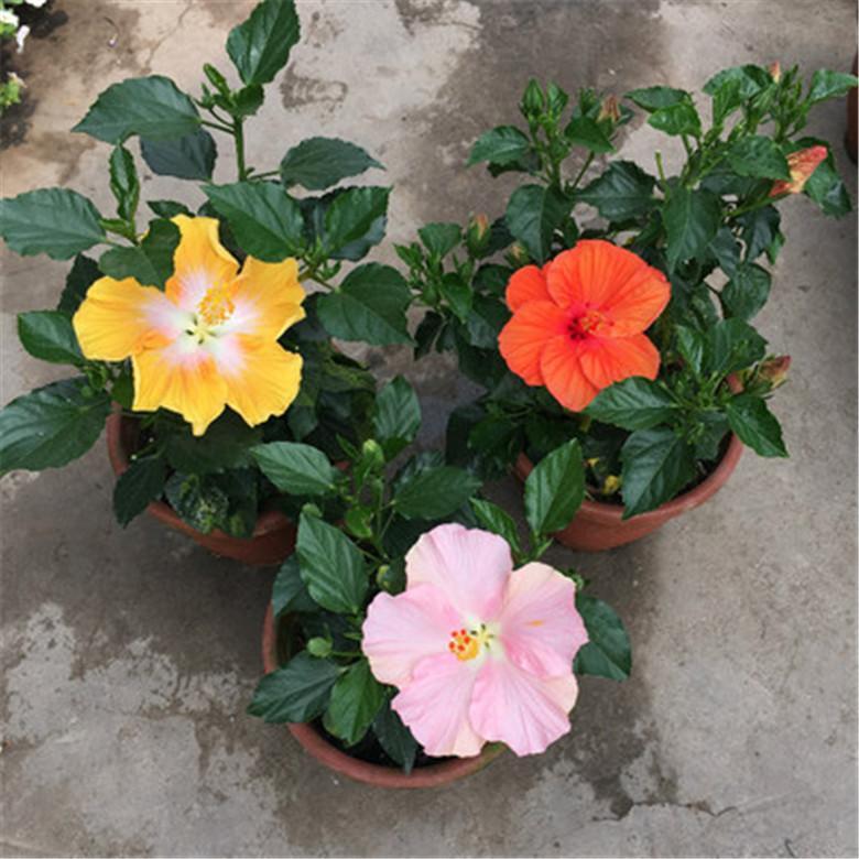 (10) HIBISCUS SEEDS perennial flower garden bed bush plant USA SELLER W/TRACK