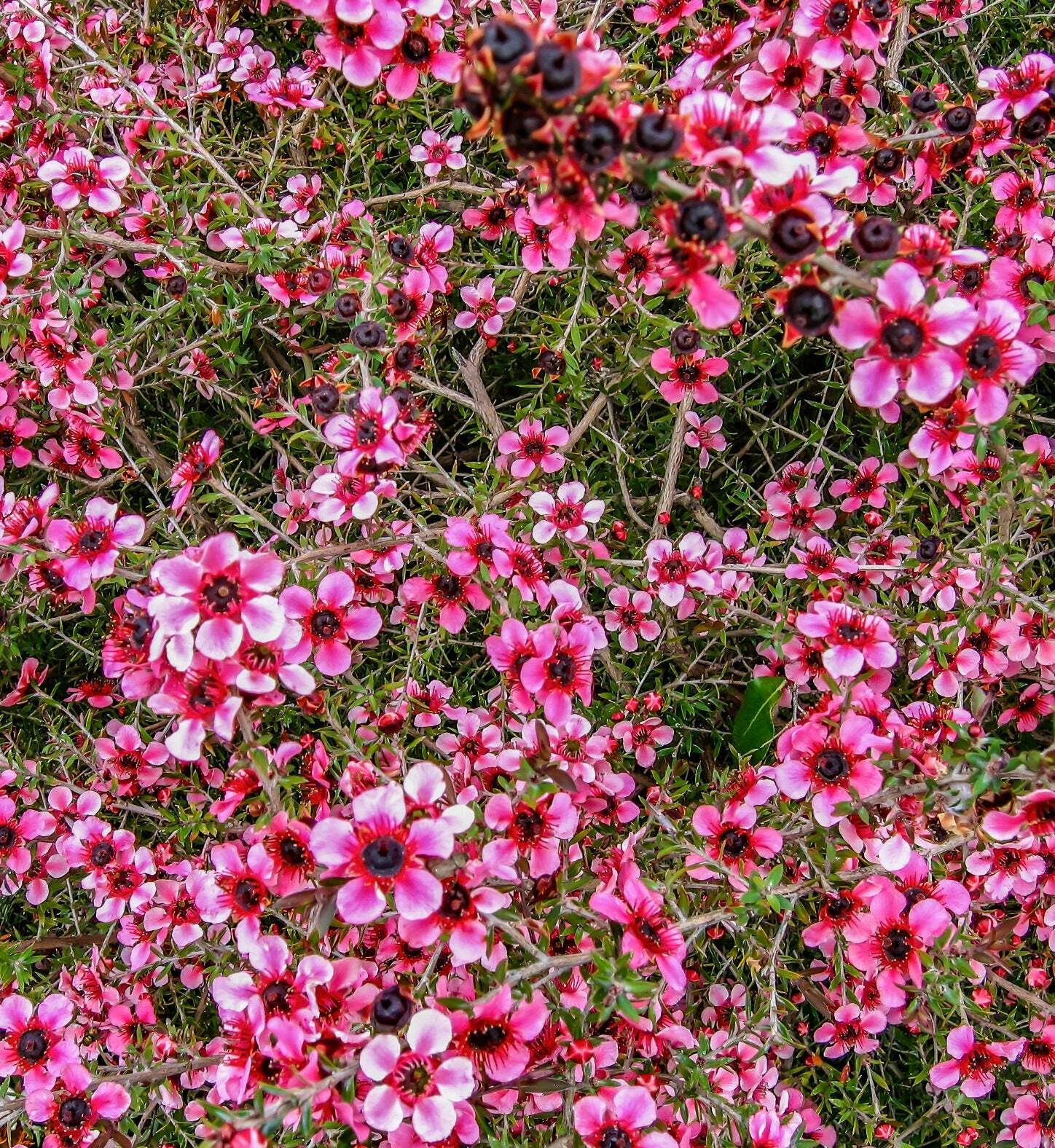Leptospermum scoparium ‘PANTELLERIA’ pink flowers 10-20cm | Manuka | Tea tree –