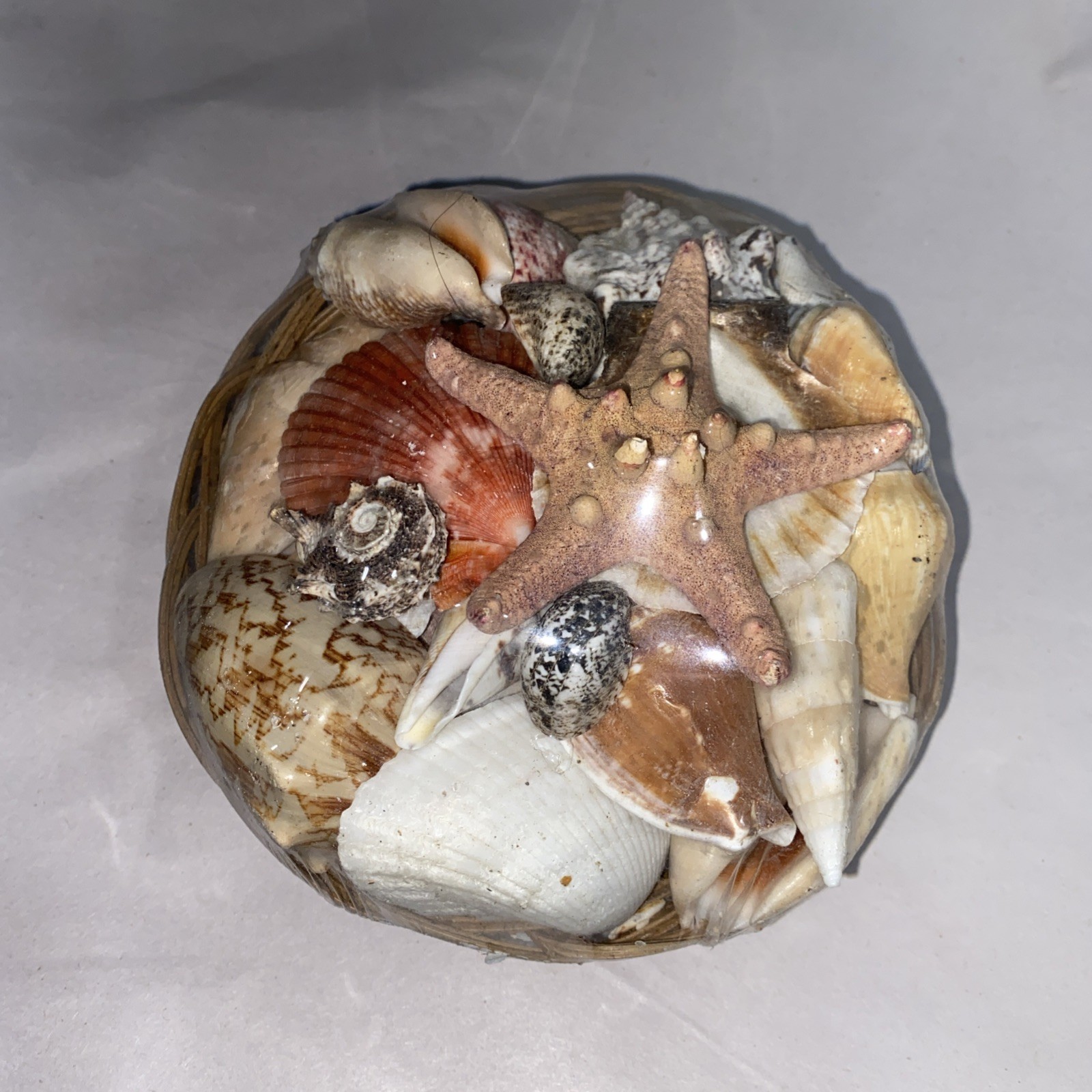 Pacific Authentic Seashells in Basket – Home Office Spa Decoration Assorted