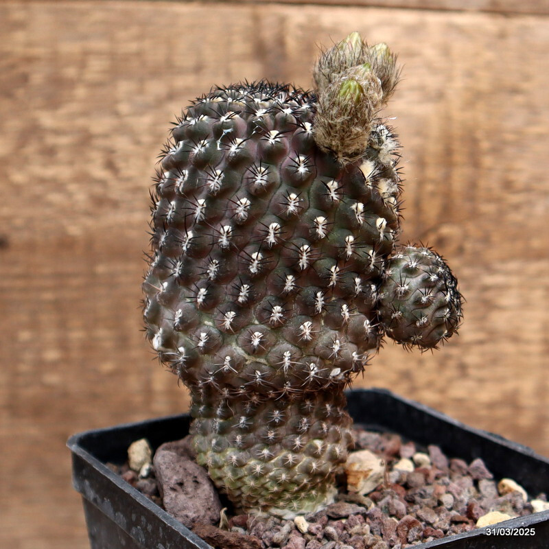 A5505 NEOPORTERIA NAPINA pot10-H11-W9 cm MaMa Cactus