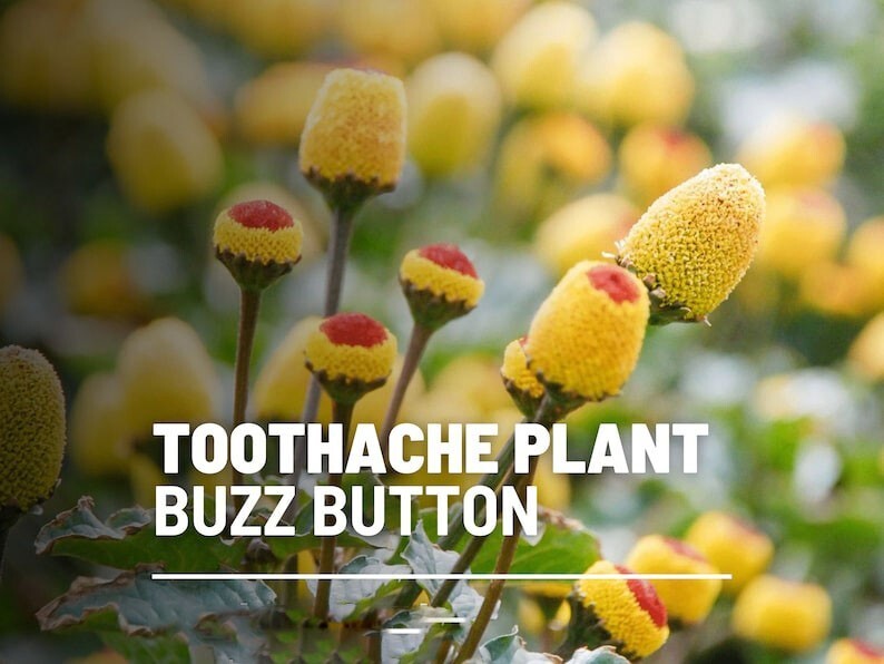 50 Seeds Toothache Plant, Heirloom Herb (Spilanthes Oleraceaa), Buzz Buttons