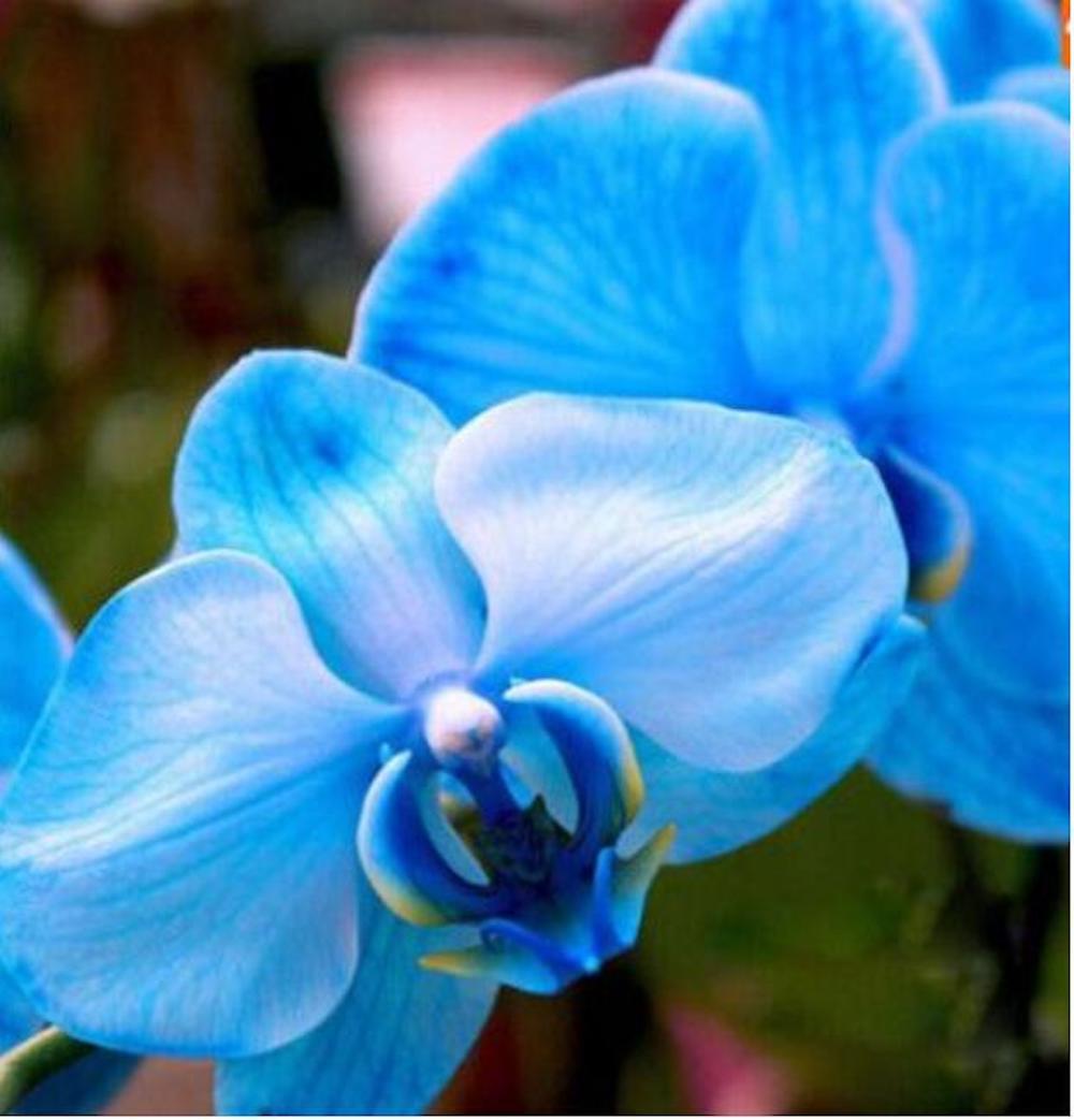 (10) ORCHID SEEDS rare exotic flower bloom for house plant USA SELLER W/TRACK