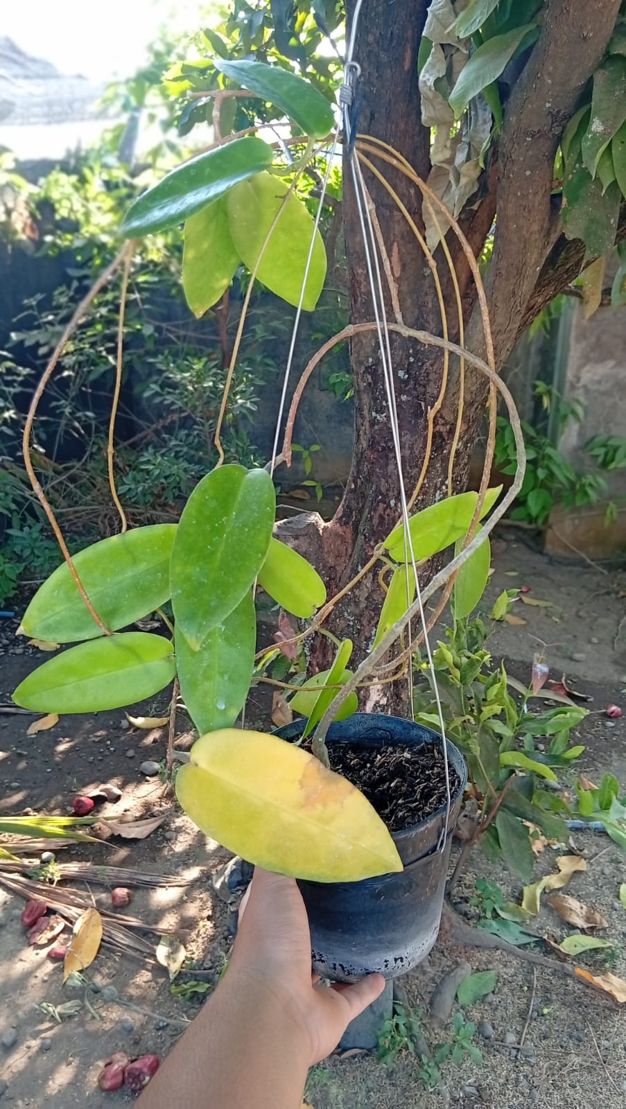 Real Picture Hoya Macgillivrayi Mature Size