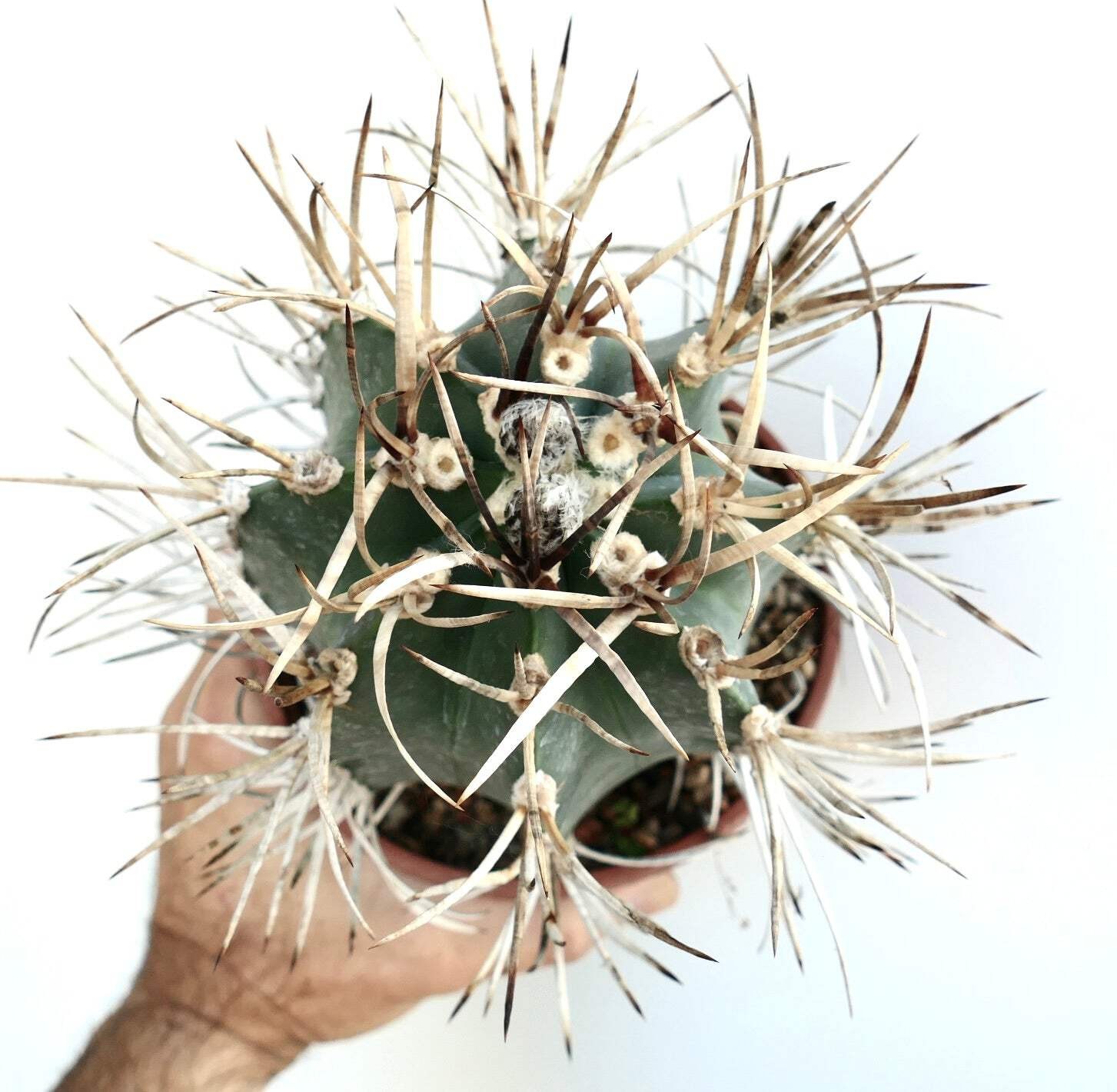 Astrophytum capricorne cv BUFFALO syn. TAIHO-GYOKU – Goat’s horn cactus | Star c