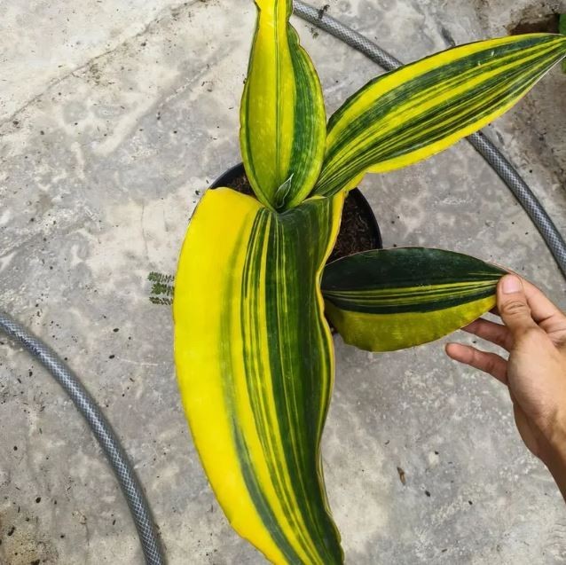 Sansevieria Malawi Midnight Variegated Big Size Beautiful Uniqe Snake Plant