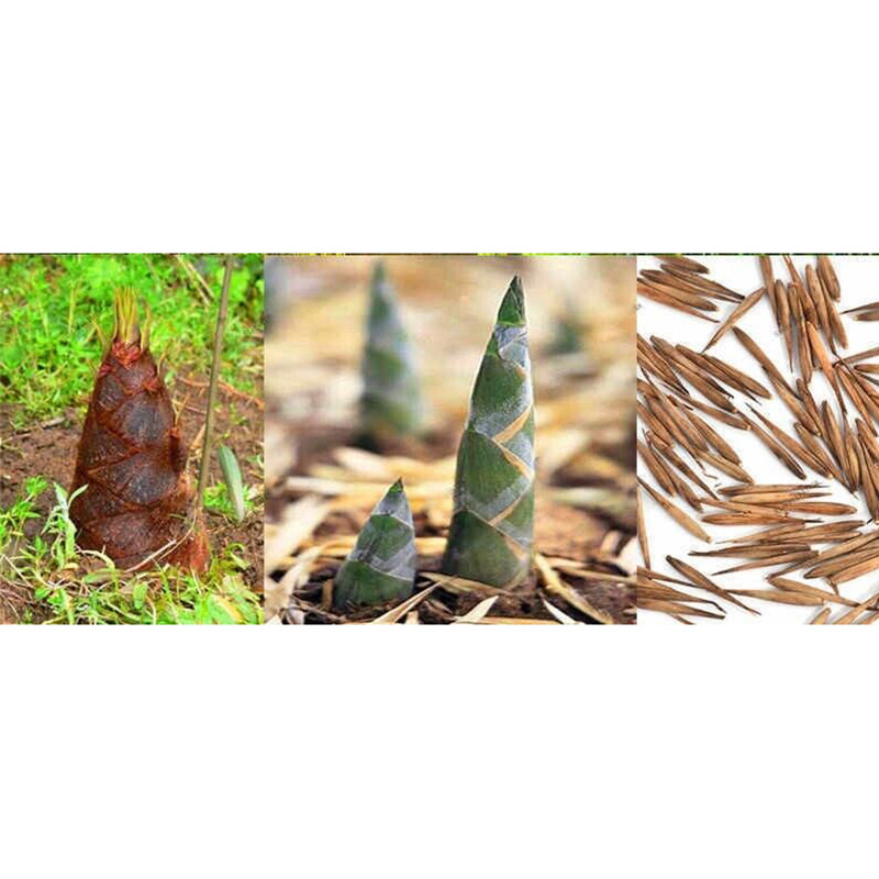 Giant asper bamboo 60seeds Black asper bamboo seeds