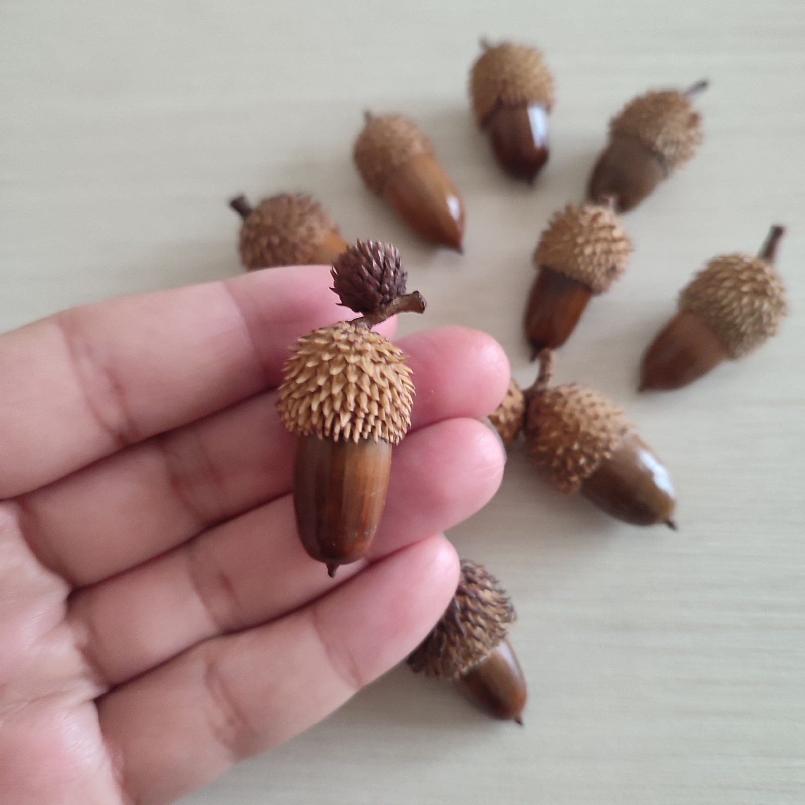 50 Pcs Hand Polished Real Dried Standart Acorns | Natural Baked Acorns