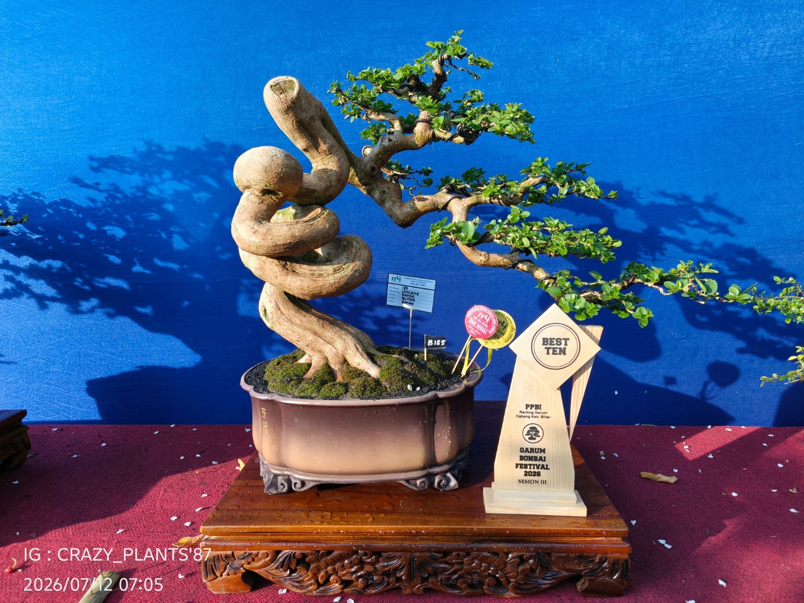 REAL PICT – Premna Microphylla Bonsai Tree – Big Size -RARE EXCLUSIVE EXHIBITION
