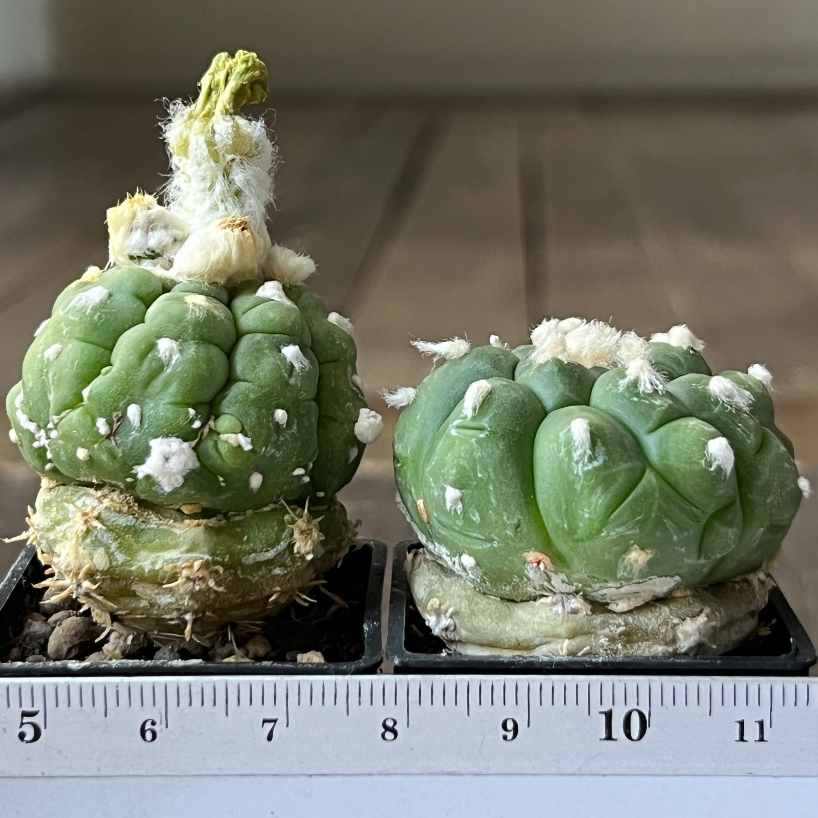 A50-274 Astrophytum super Kabuto cv. “Lizard Skin”, grafted, 2 pieces