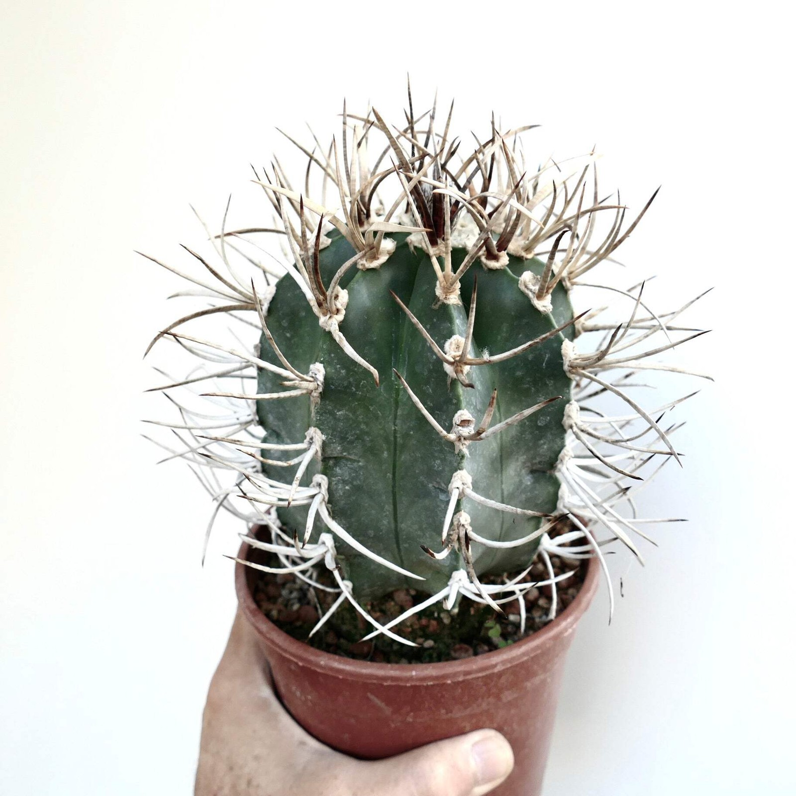 Astrophytum capricorne cv BUFFALO syn. TAIHO-GYOKU – Goat’s horn cactus | Star c