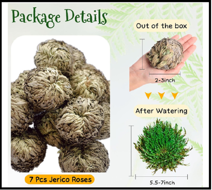 7 Pack Rose of Jericho Dried Plants – Rosa de Jerico Original, Dried Fern Like