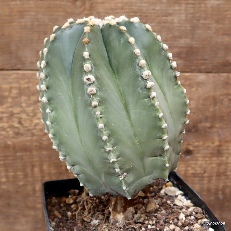D3006 ASTROPHYTUM SUPERKABUTO GRAFT. NUDUM pot14-H20-W13 cm MaMa Cactus