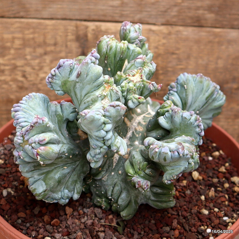A1525 MYRTILLOCACTUS GEOMETRIZANS STRICTUS pot22-H15-W20 cm MaMa Cactus