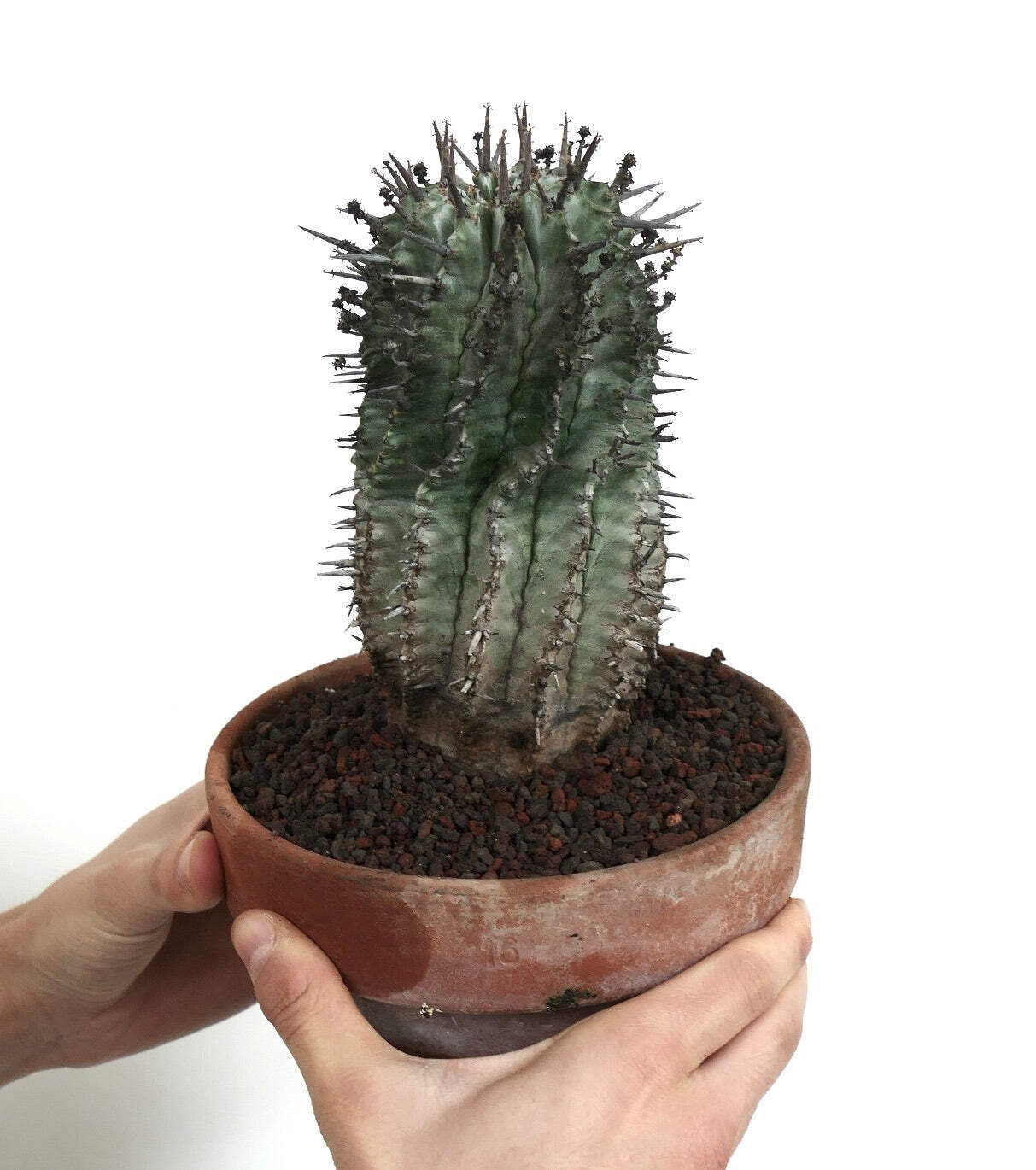Euphorbia horrida FAT SPINES – African Milk Barrel | Milk Barrel Cactus