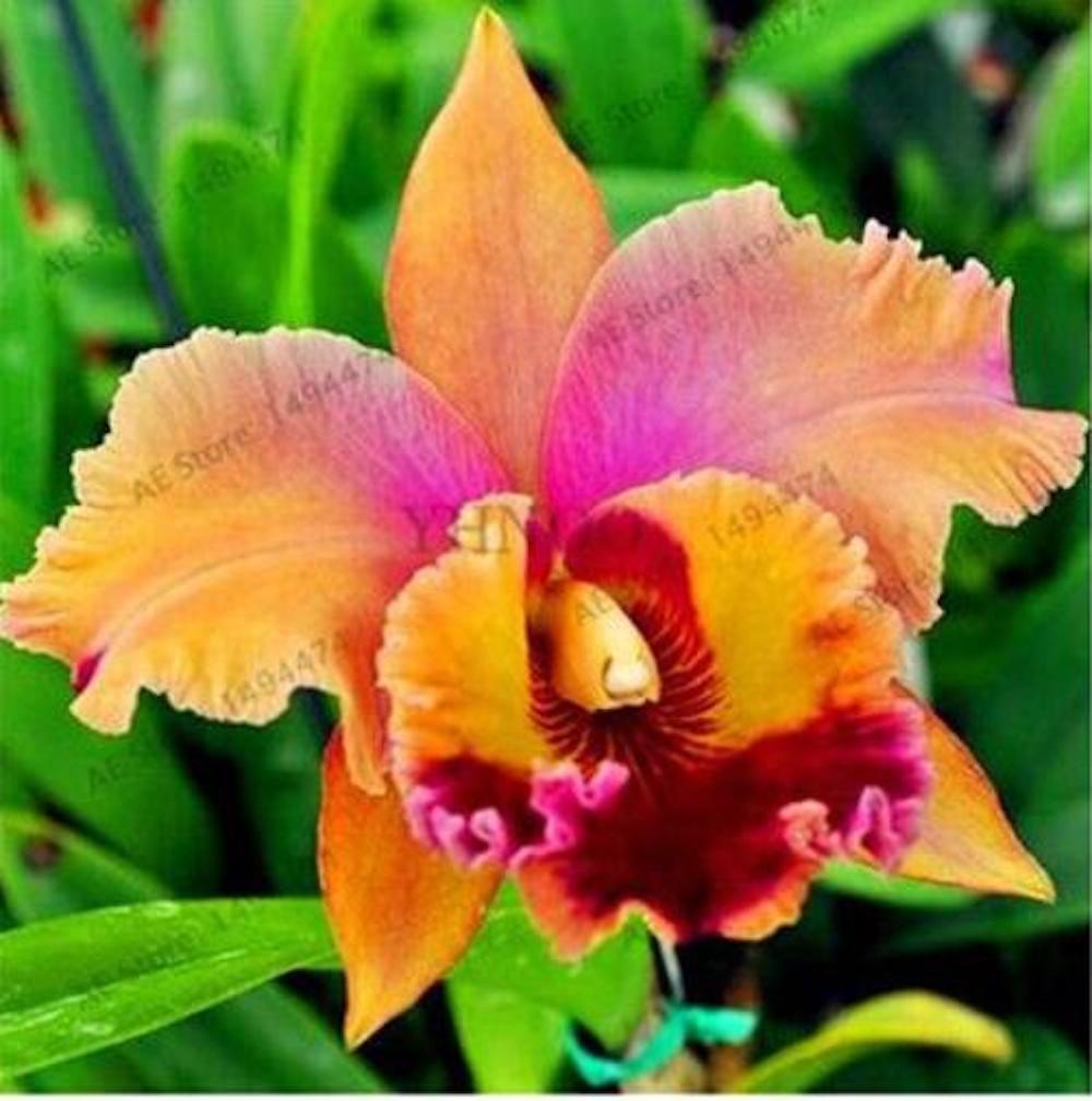 (10) LILY SEEDS rare exotic flower bloom home garden USA SELLER W/TRACKING