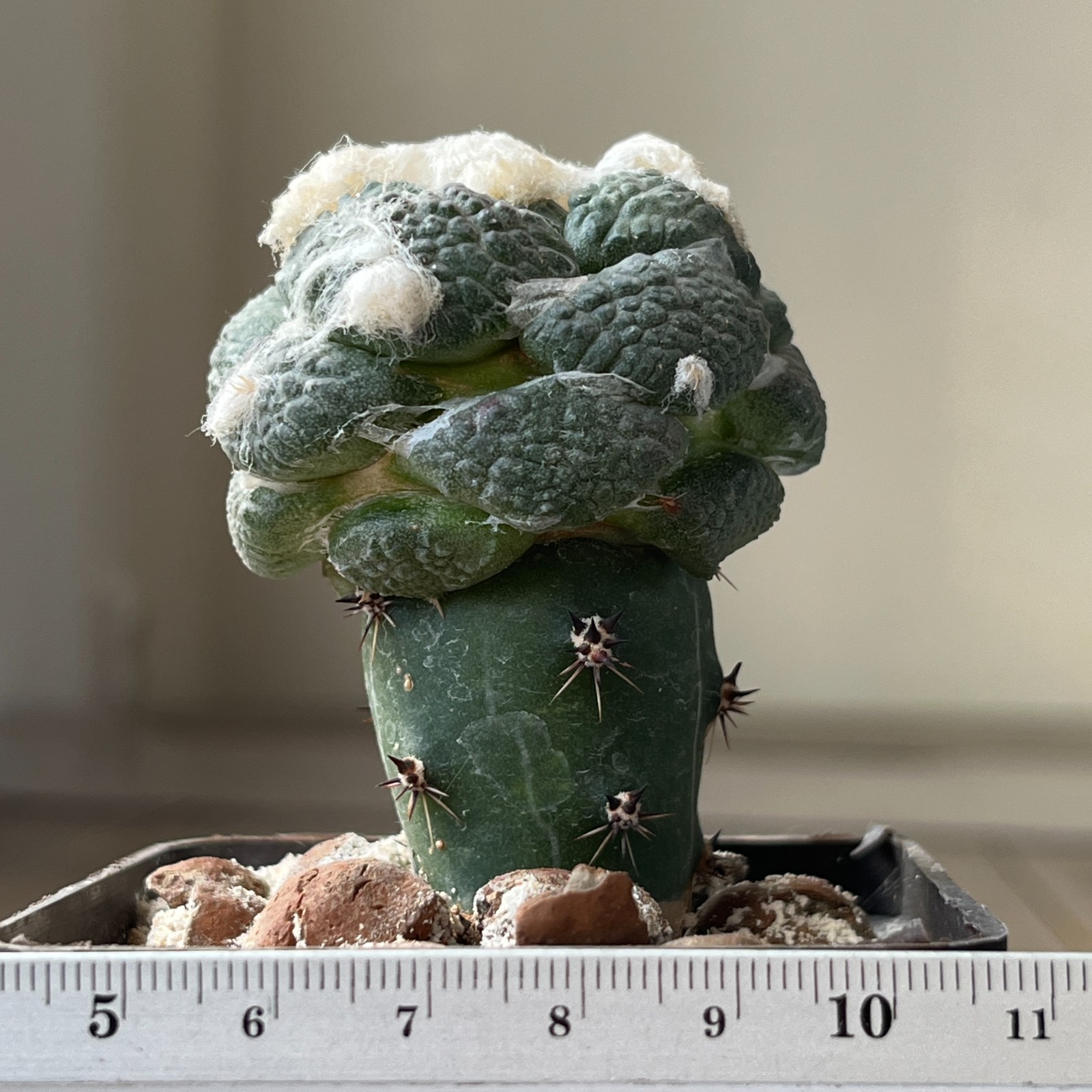 A32-587 Cactus lloydii cv. Ball shape