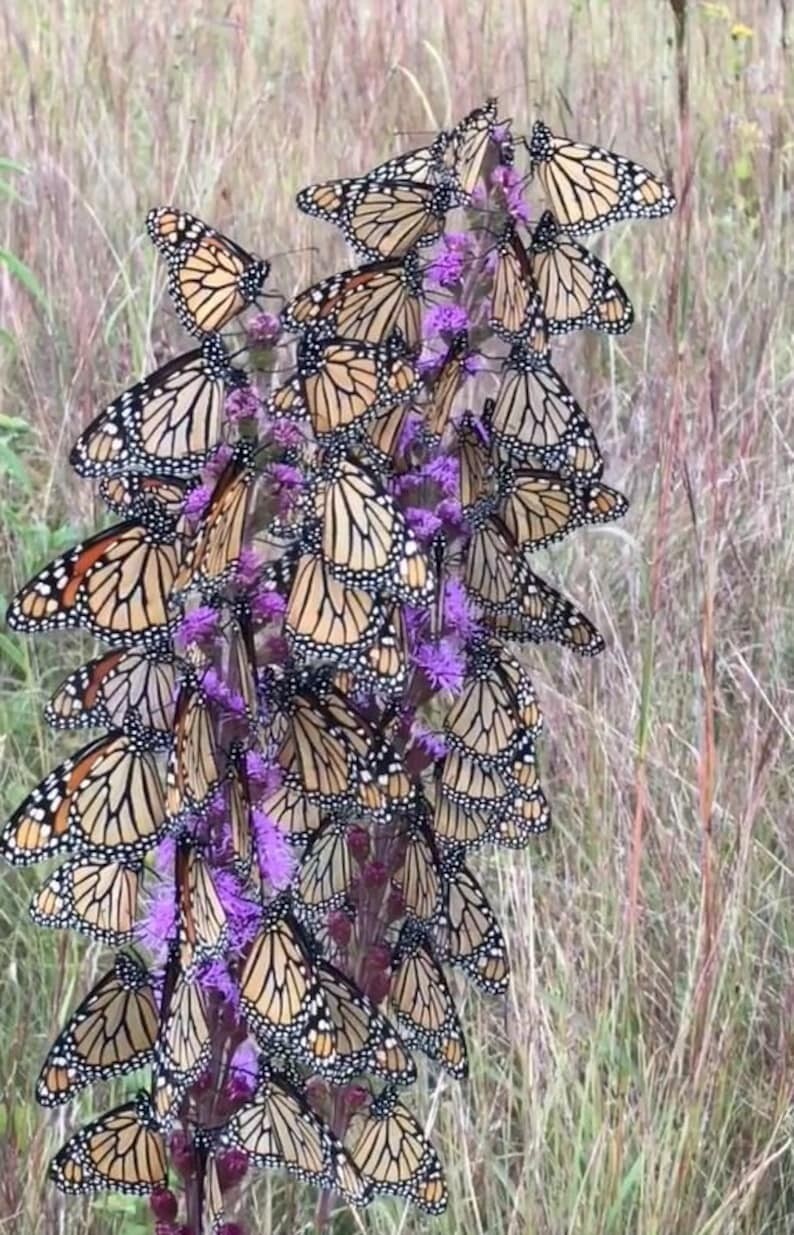 100 BUTTERFLYMAGNET! Meadow Blazing Star Seeds, Monarch magnet seeds, Liatrus